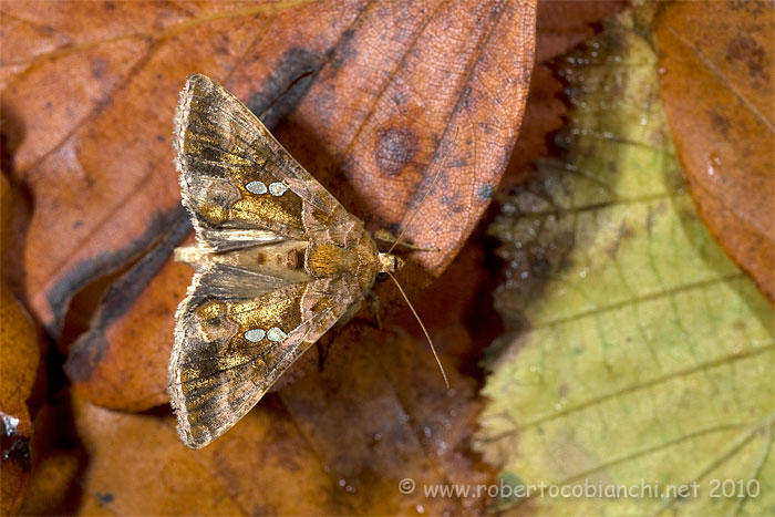 Chrysodeixis chalcites